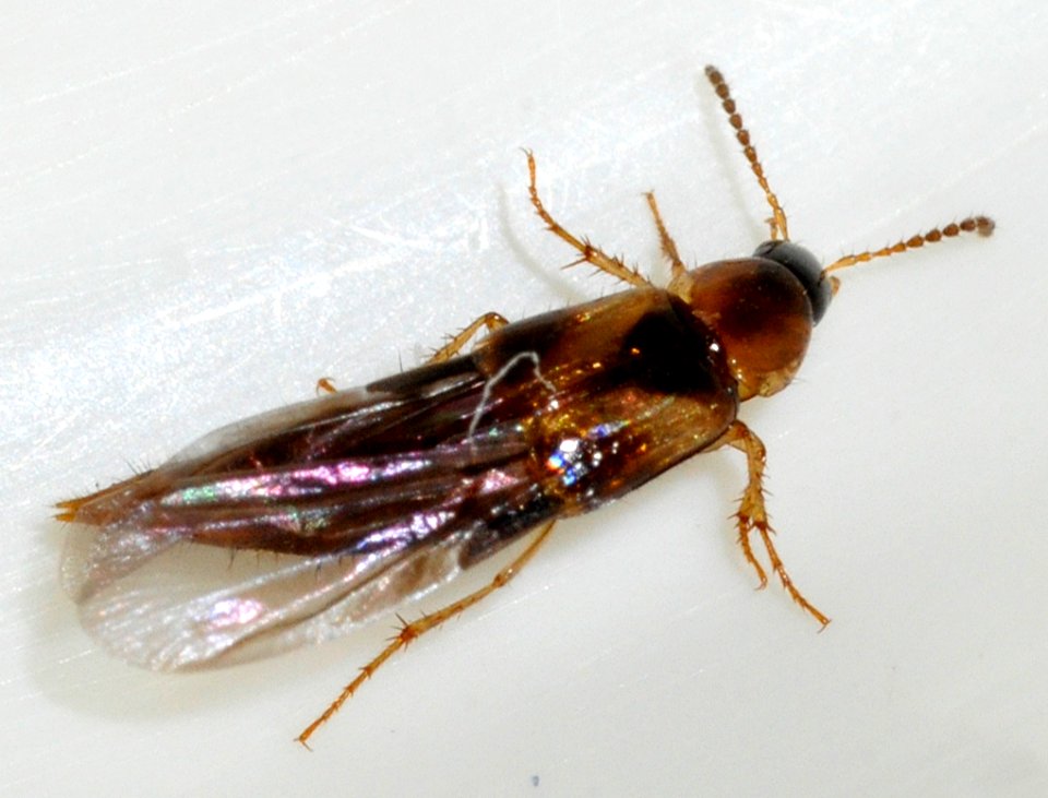 Lordithon-trinotatus-09-fws