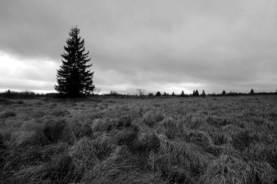Lonely Spruce (130562283)