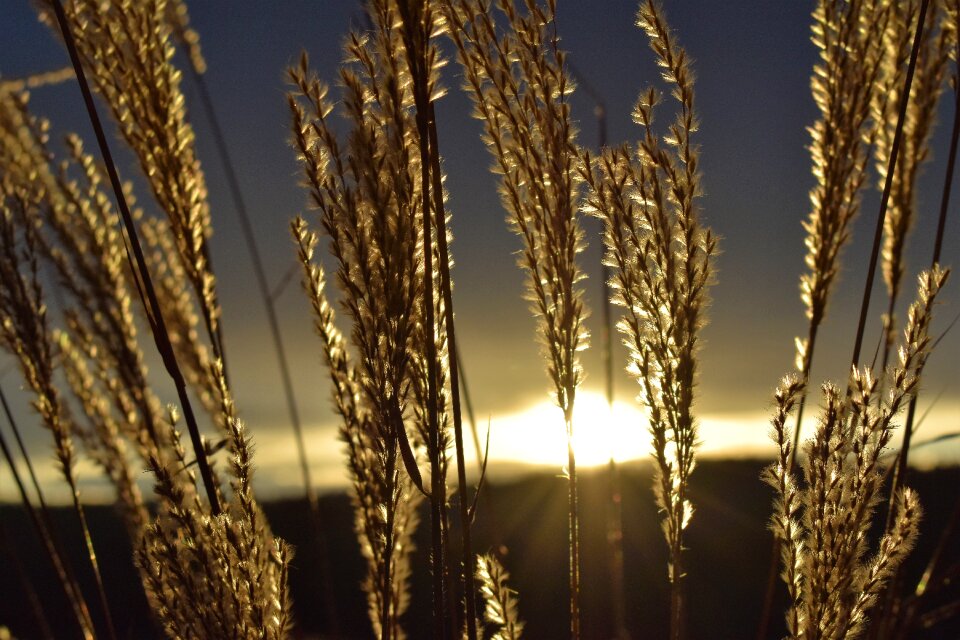 Dried plants backlighting clouds
