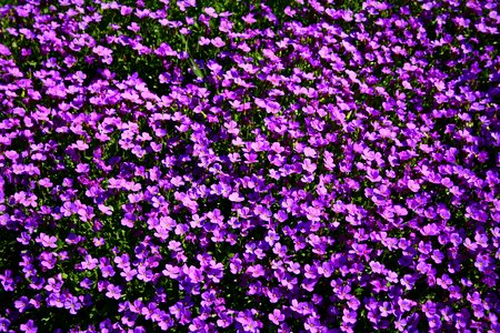Summertime violet wildflower