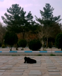 Lonely & Prostrate-Father Orphan- Daughter Deeply Mourning for her died Father- Fazl Cemetery-Nishapur,Iran,March 2016 4