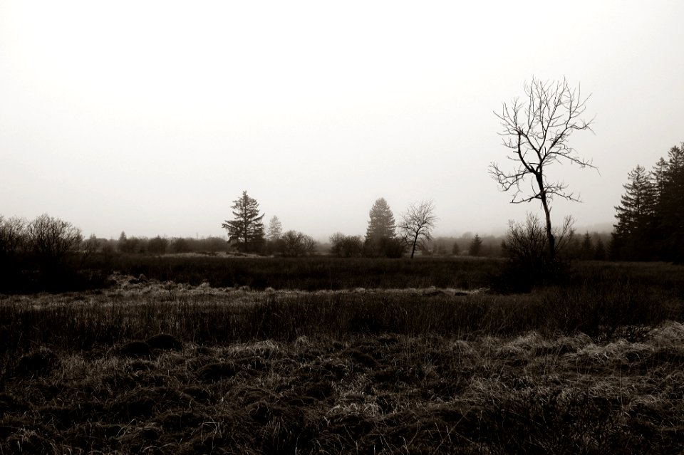 Loneliness (135721415)