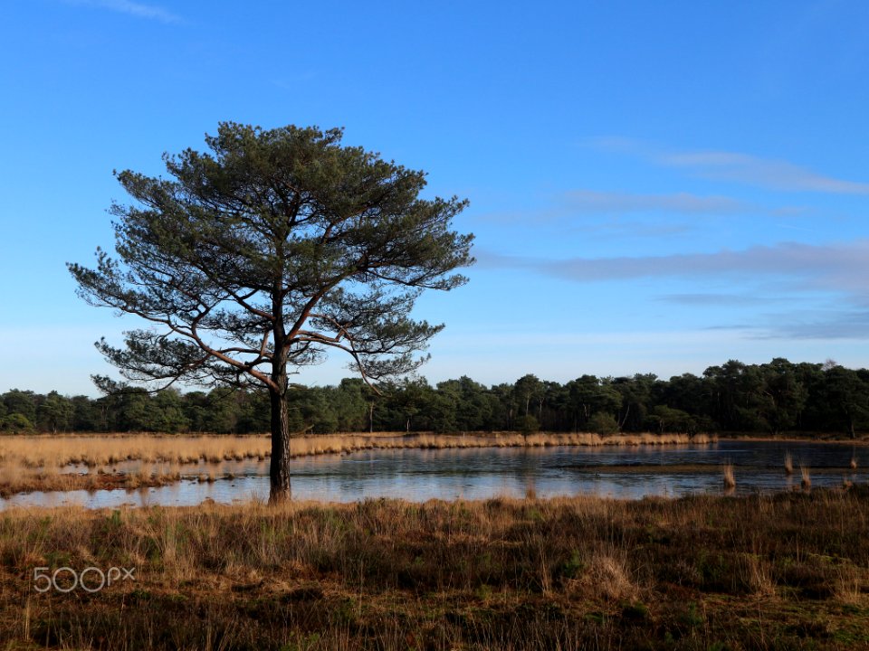 Lonely Tree (254780391)