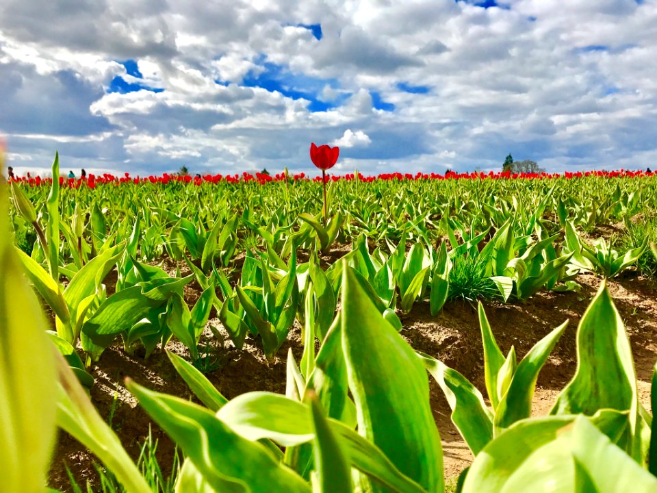 Lonely Tulip In A Field Of Tulips (214139655)