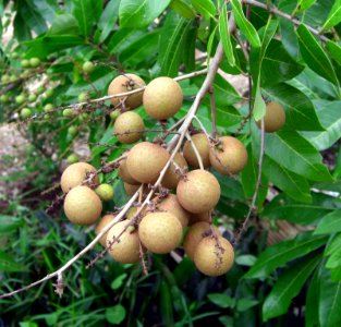 Longan fruits