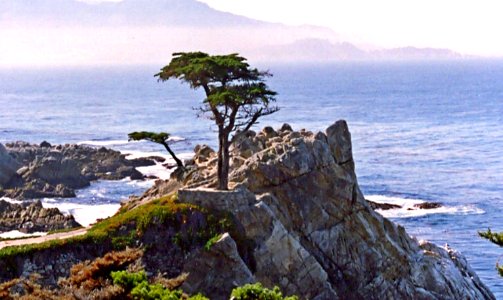 Lone Cypress April 1990