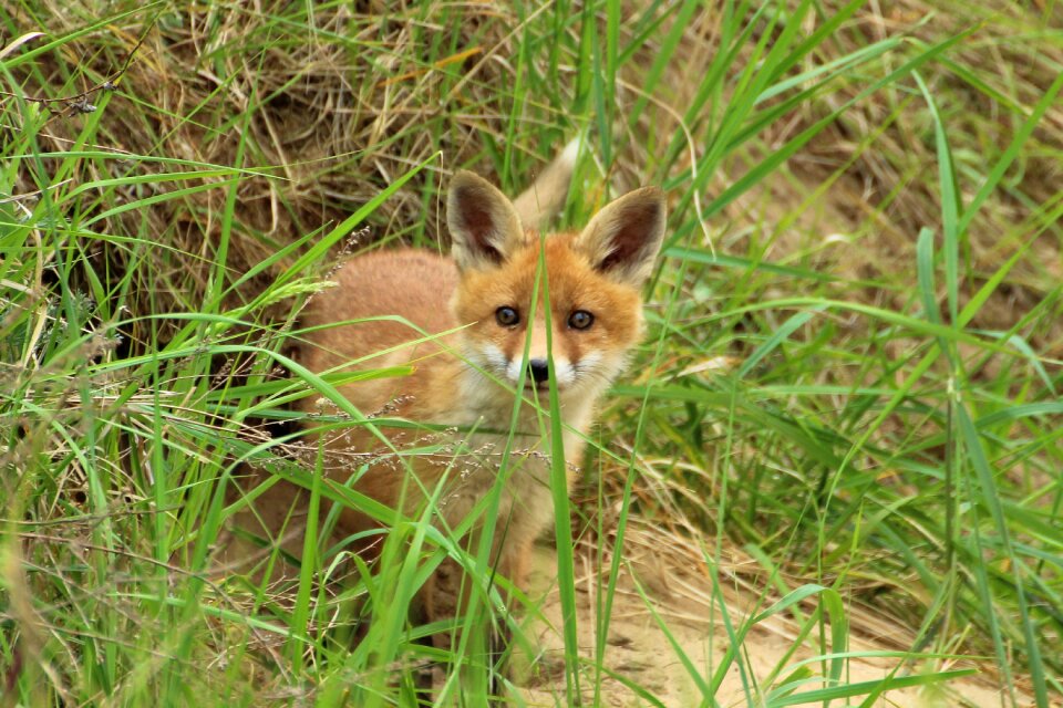 Play puppy fox puppy