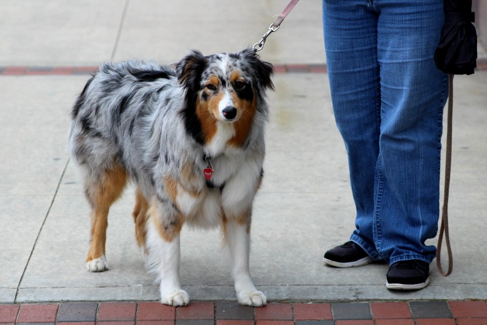 Long Haired Australian Cattle Dog
