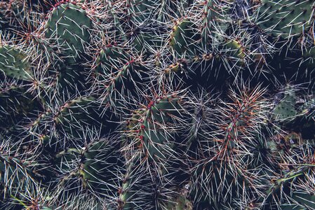 Cacti close-up plant photo