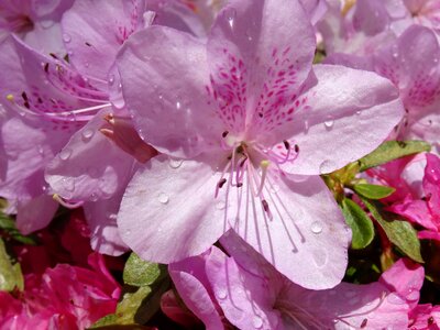 Azalea mauve mt dandenong