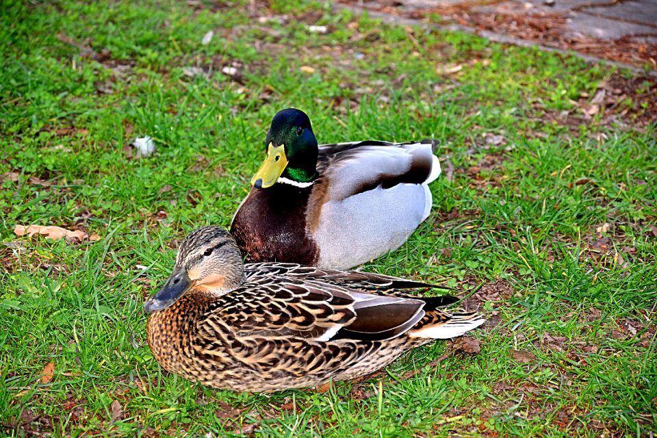 Pair of ducks spring lovers