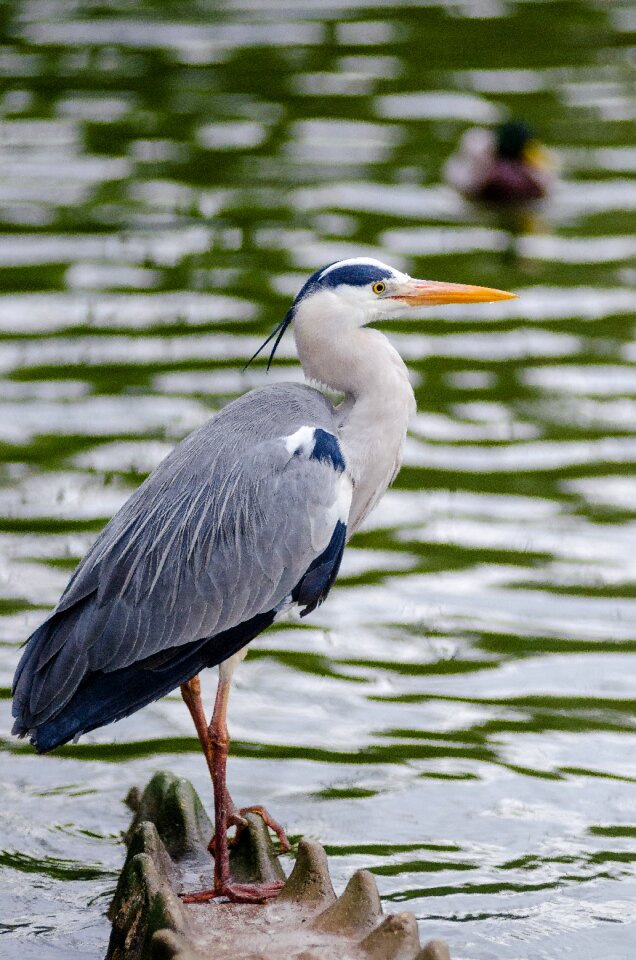 Gray feathers long neck sharp beak