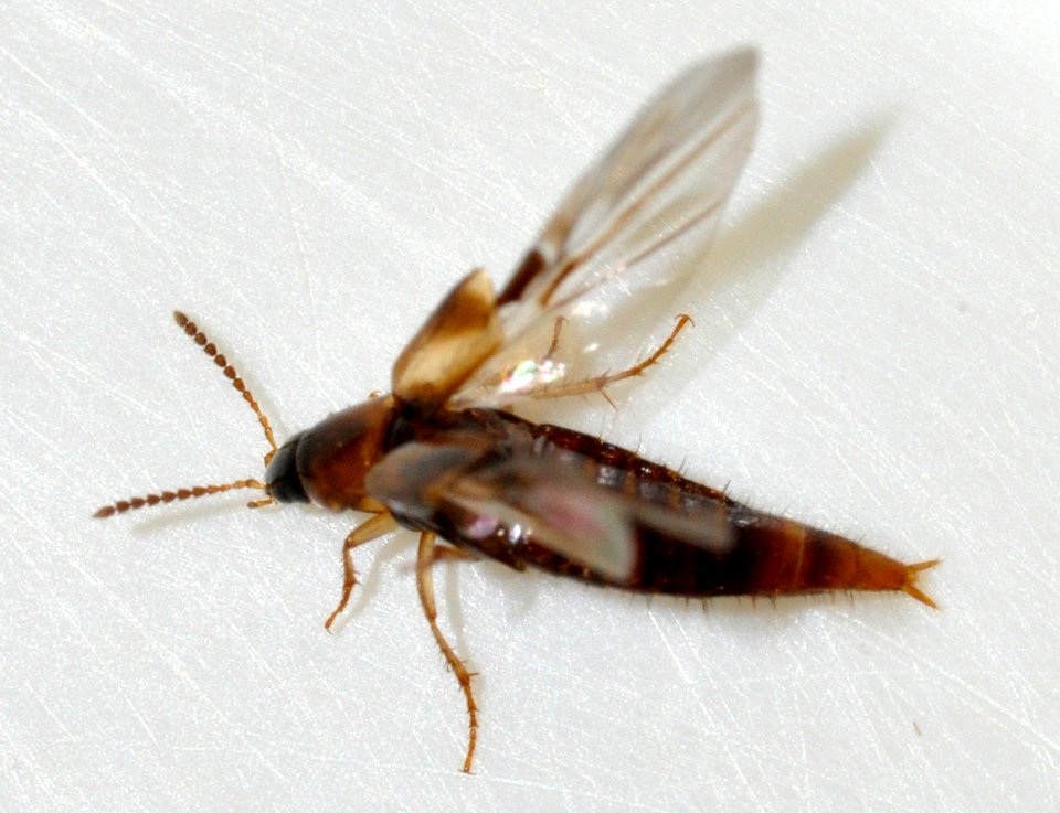 Lordithon-trinotatus-04-fws