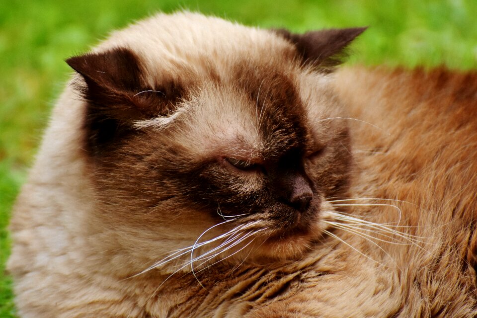 Mieze domestic cat fur