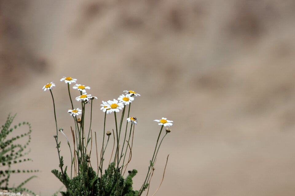 Natural environment mountain