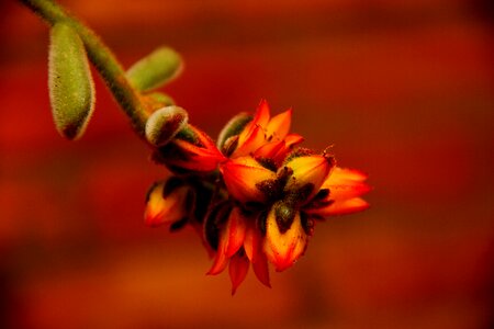 Garden plant fat