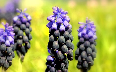 Purple color wild wild flowers photo