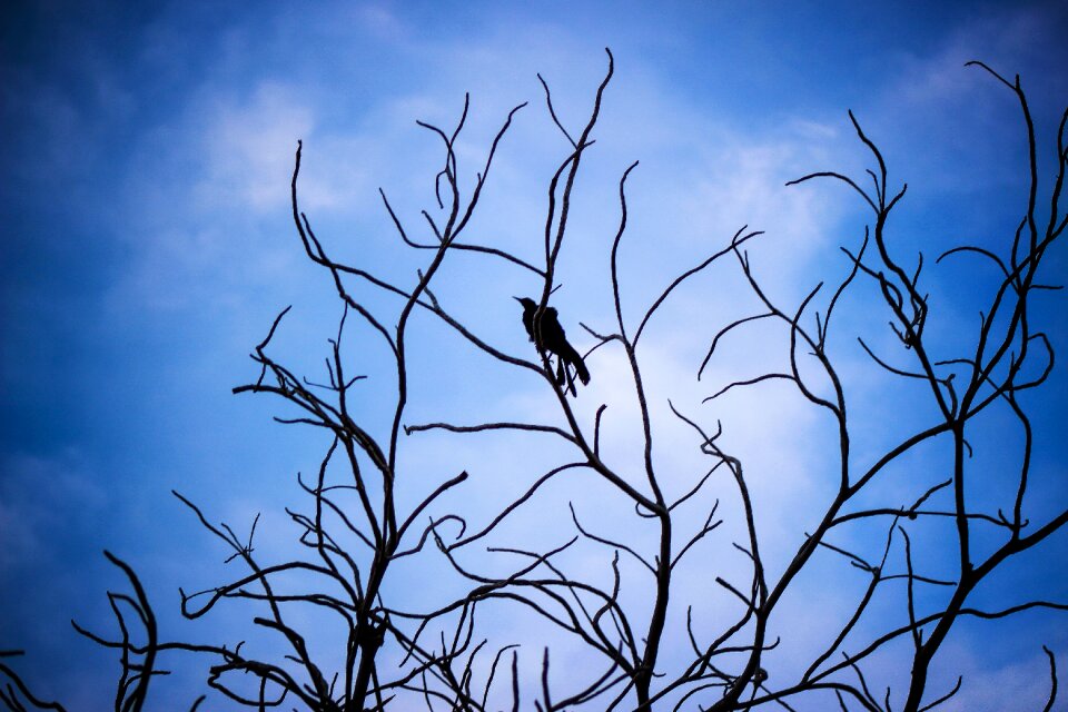 Nature wing freedom