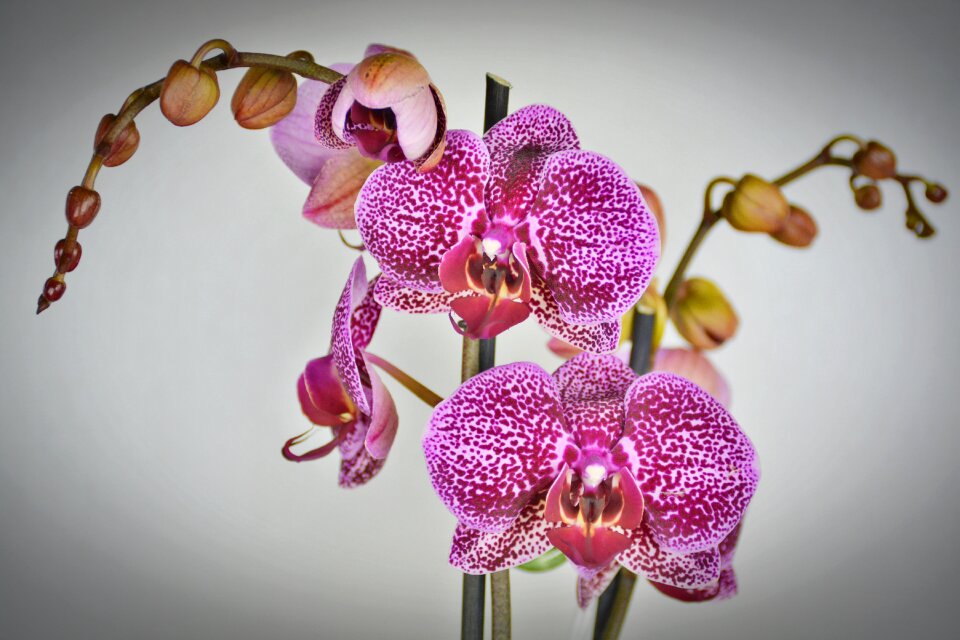Bloom white violet purple