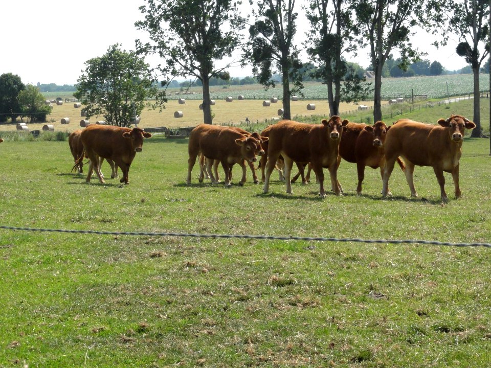 Lucé-sous-Ballon (Sarthe) paysage avec vaches (01)