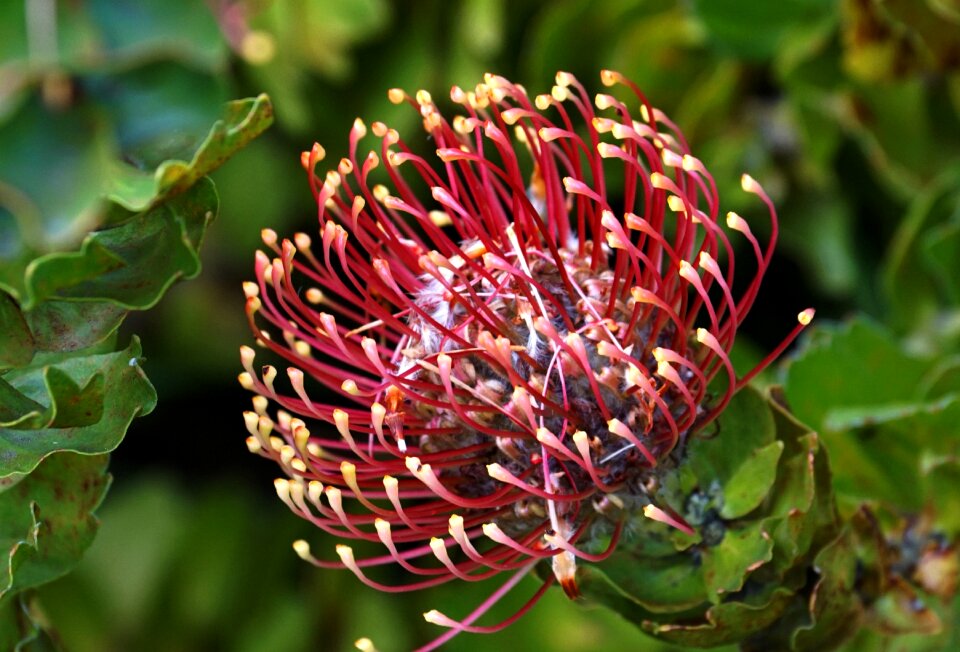 Pincushion australia flowering shrub