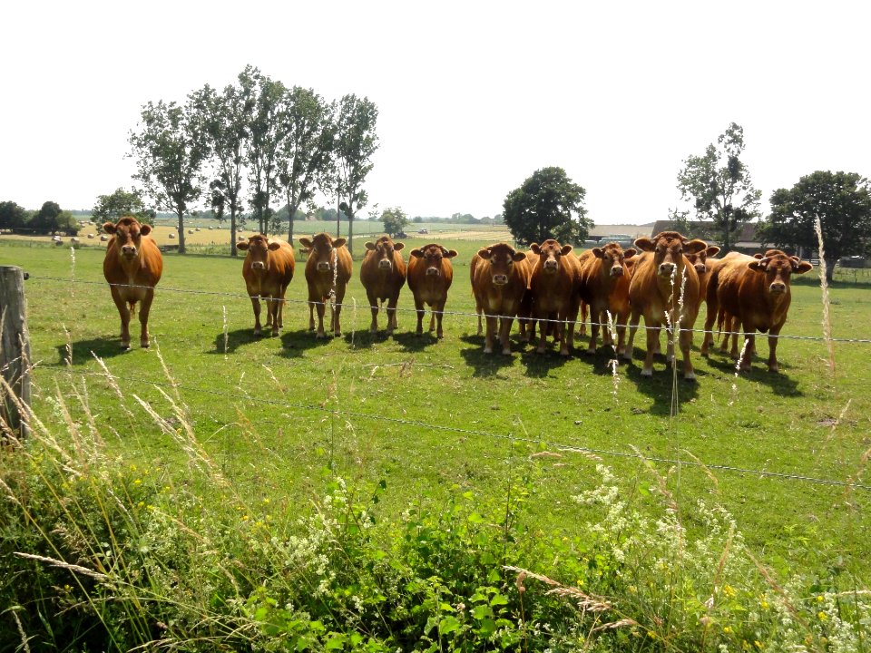 Lucé-sous-Ballon (Sarthe) paysage avec vaches (03)
