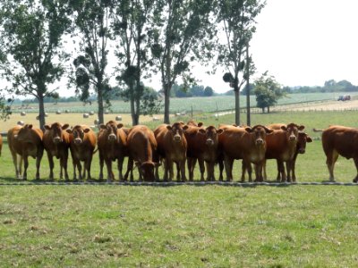 Lucé-sous-Ballon (Sarthe) paysage avec vaches (02)