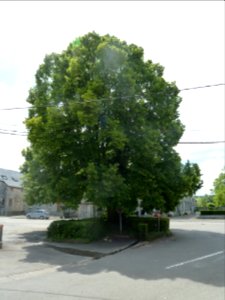 Louveigné-tilleul de la Haute Cour (1)