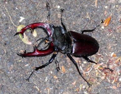 Lucanus-Cervus