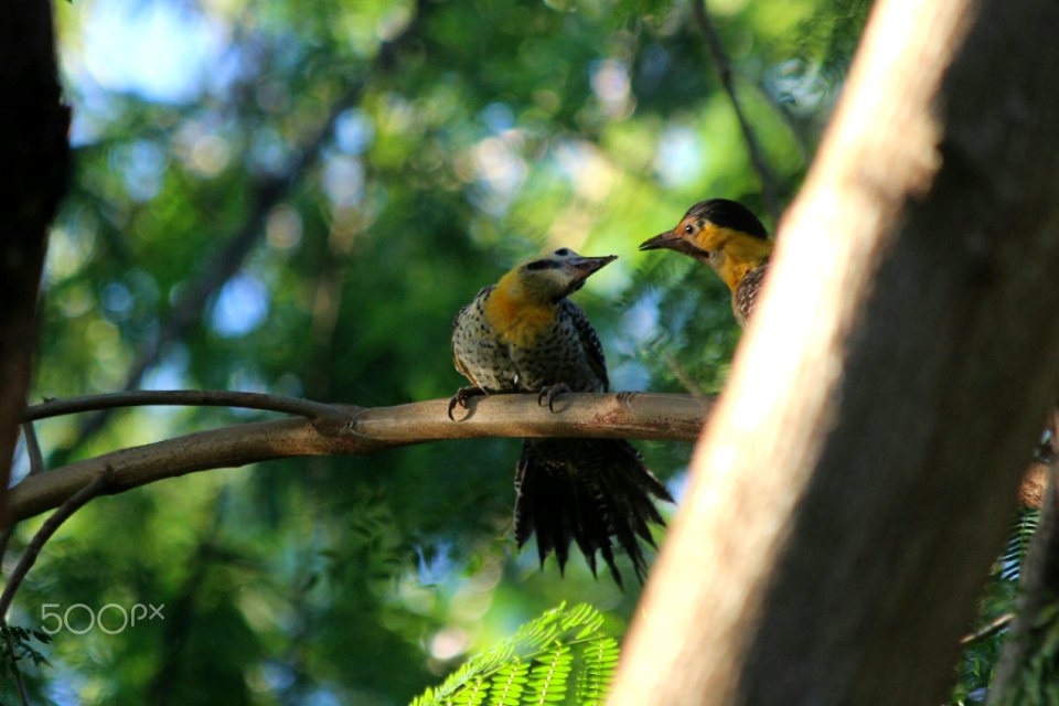 Love Birds (187823503)
