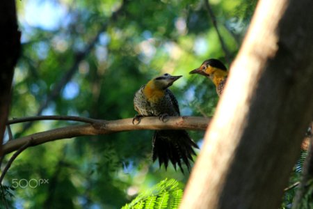 Love Birds (187823503)