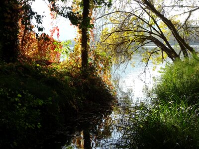 Trees nature landscapes