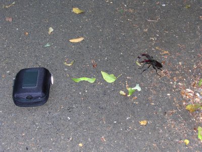 Lucanus-Cervus-size-compare