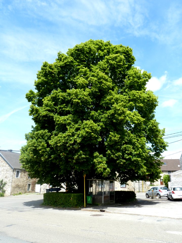 Louveigné-tilleul de la Haute Cour (6)