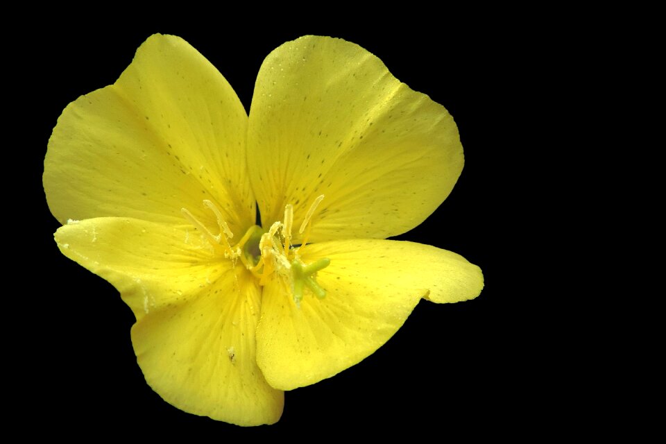 Pointed flower pink evening primrose wild flower