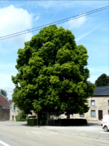 Louveigné-tilleul de la Haute Cour (7)