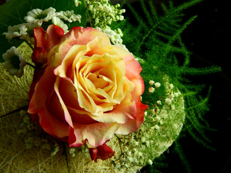Flower blossom bloom