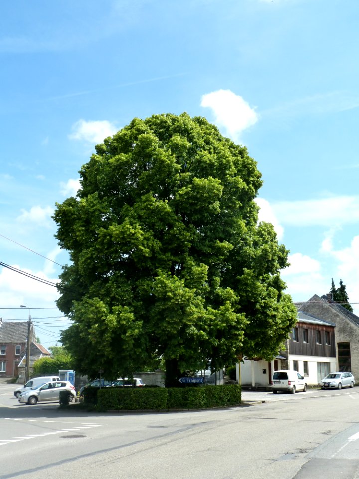 Louveigné-tilleul de la Haute Cour (4)