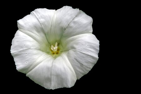 White blossom pointed flower wild flower photo