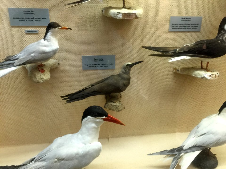 LSU Museum of Natural Science - Brown Noddy (middle), oldest specimen
