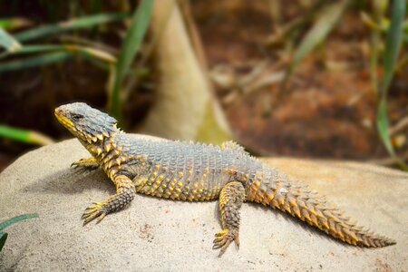 Wild africa nature