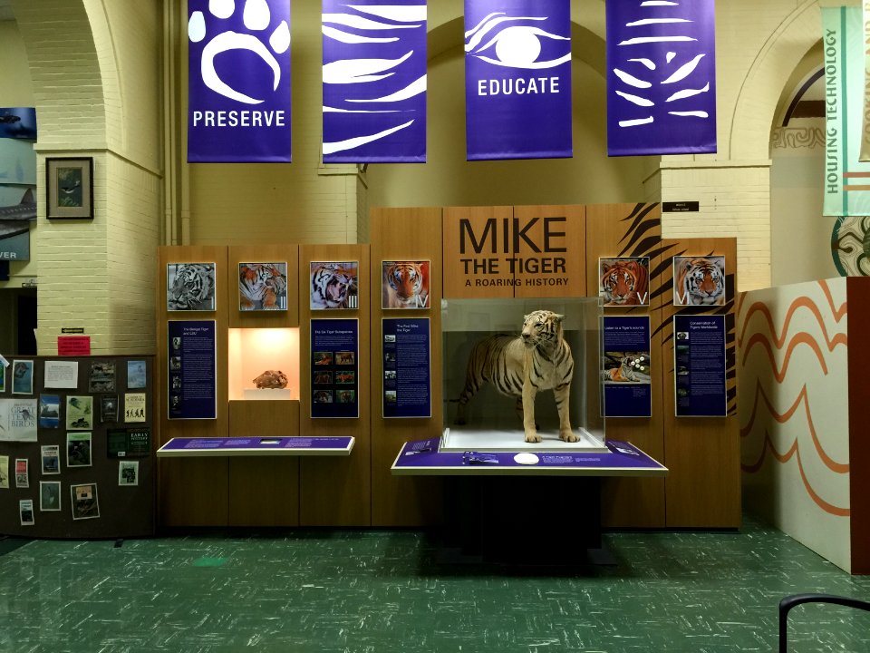 LSU Museum of Natural Science - Mike the Tiger