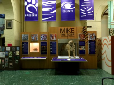LSU Museum of Natural Science - Mike the Tiger