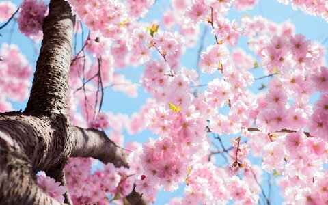 Flowers hd wallpaper nature