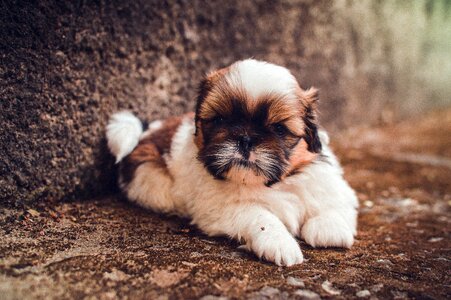 Cute dog fur