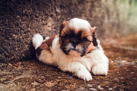 Cute dog fur photo