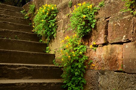 Overgrown emergence stone stairway