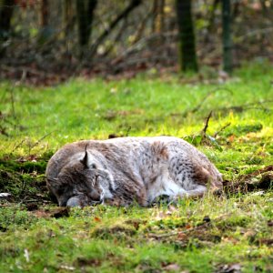 Luchs - lynx