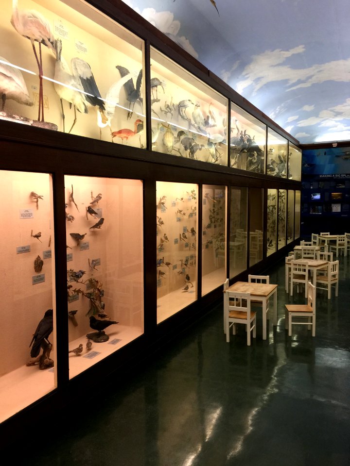 LSU Museum of Natural Science - Exhibition room with bird specimen
