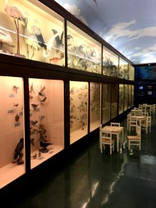 LSU Museum of Natural Science - Exhibition room with bird specimen photo